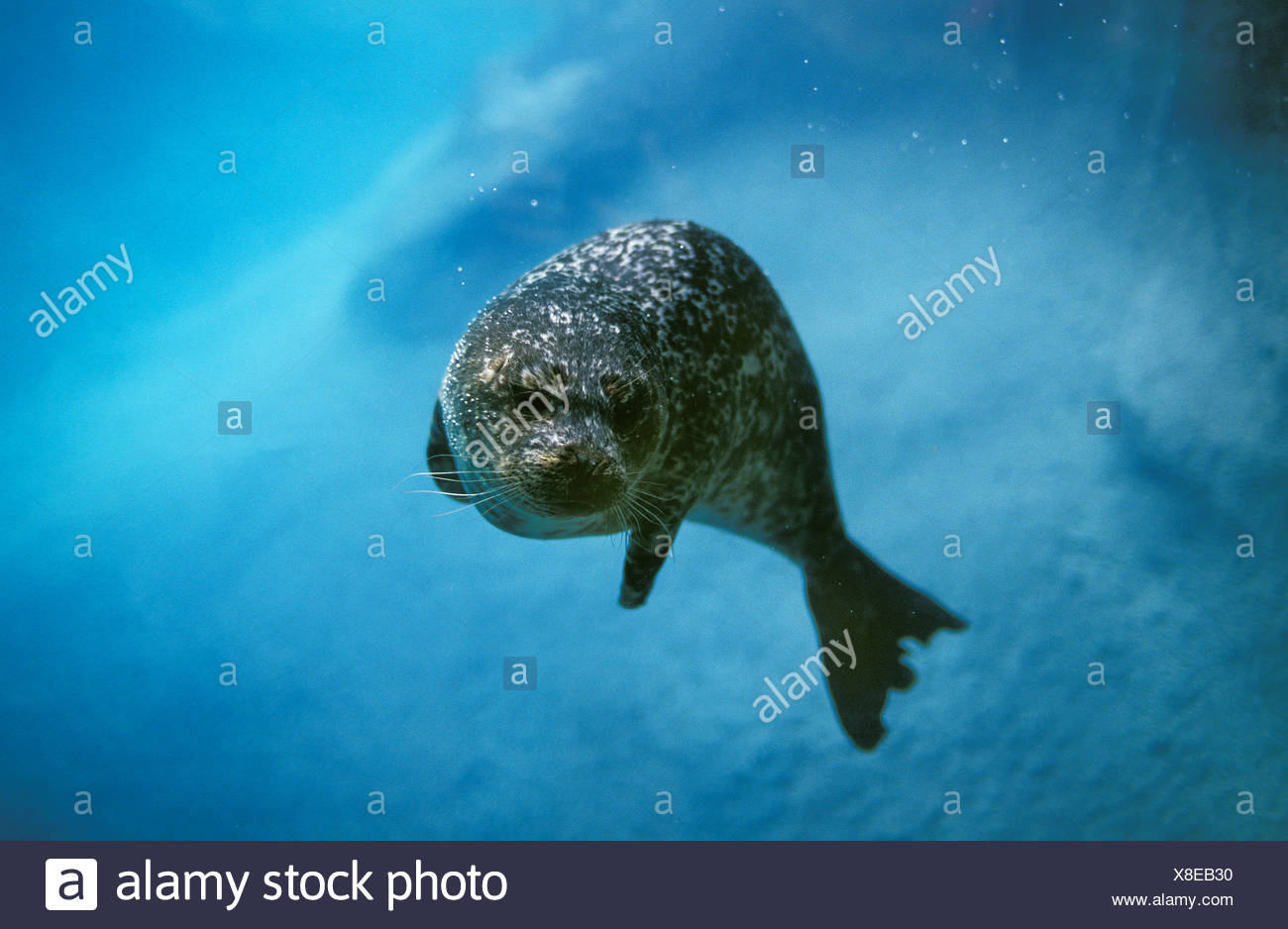 Download Harbor Seal Swimming Pictures