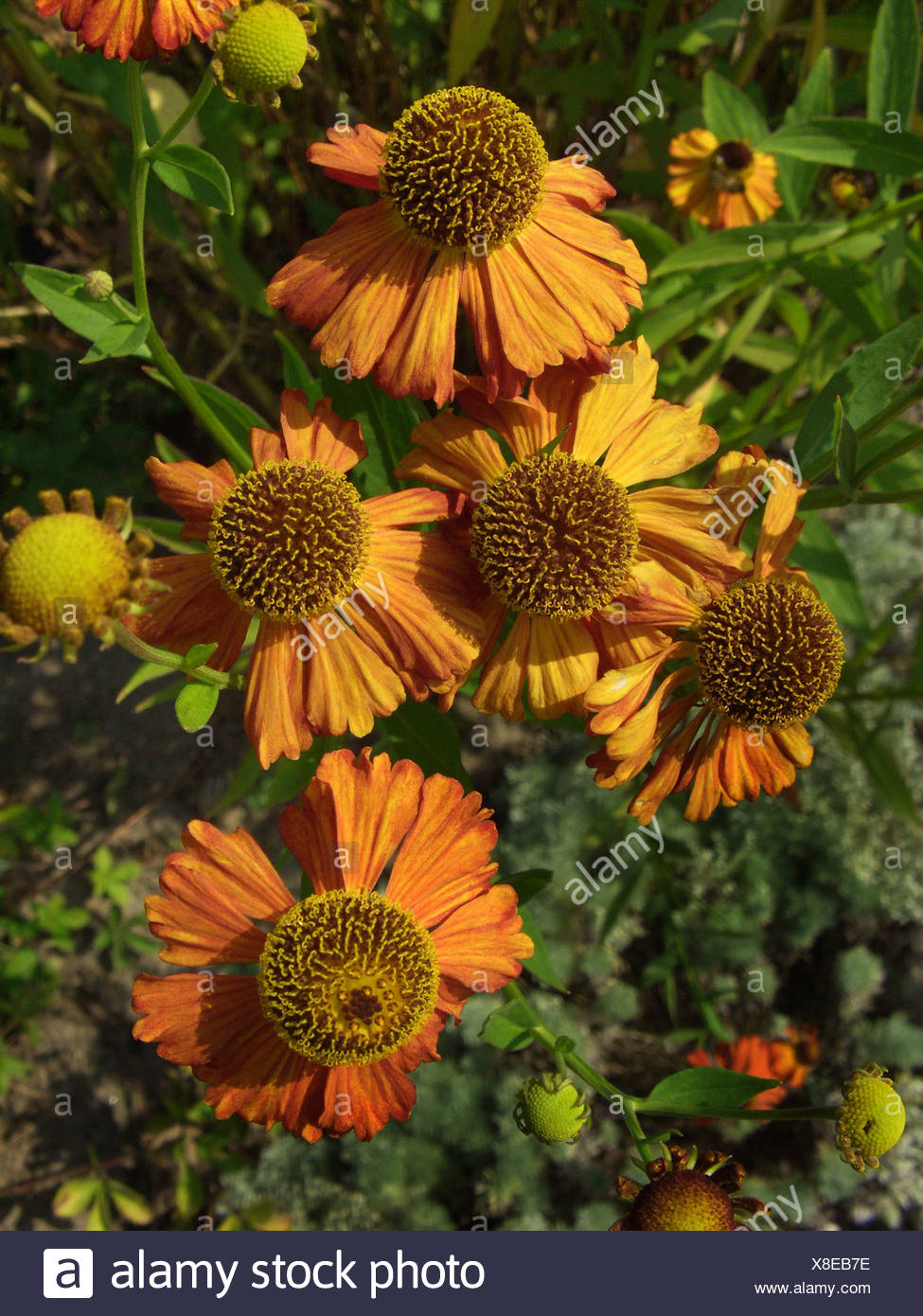 Helenium Cultivar High Resolution Stock Photography and Images - Alamy