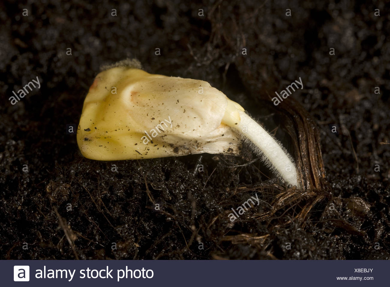 Corn Seed Germinating Stock Photos & Corn Seed Germinating Stock Images