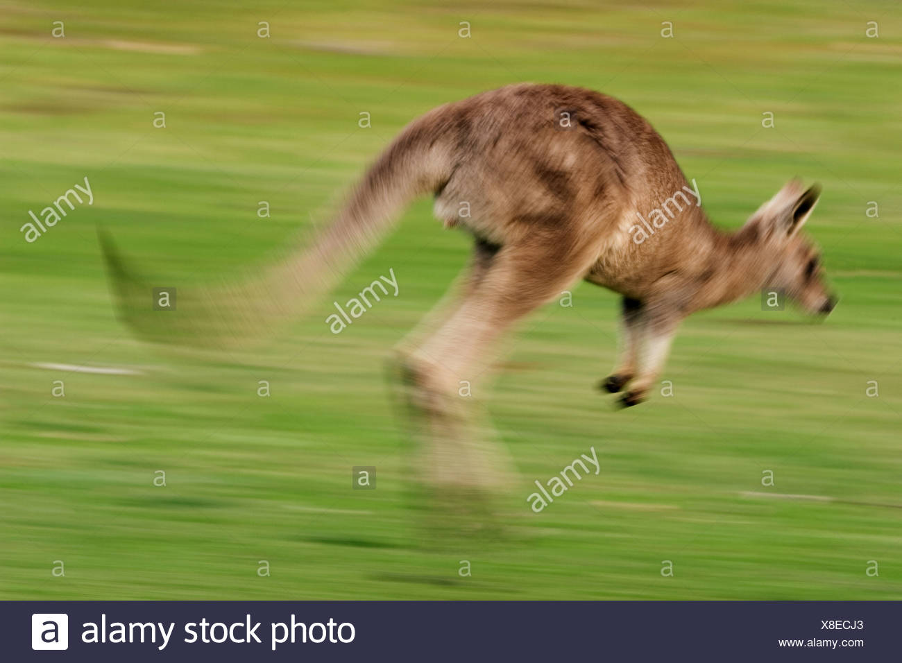 Kangaroo Running High Resolution Stock Photography and Images - Alamy