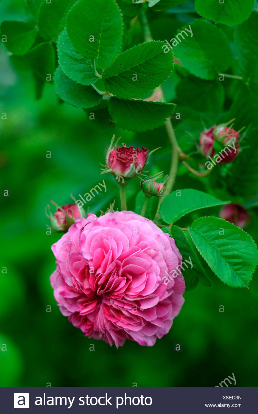 Damascus Rose Rosa Damascena Variety Duc De Cambridge Laffay Fr Ca 1840 Stock Photo Alamy