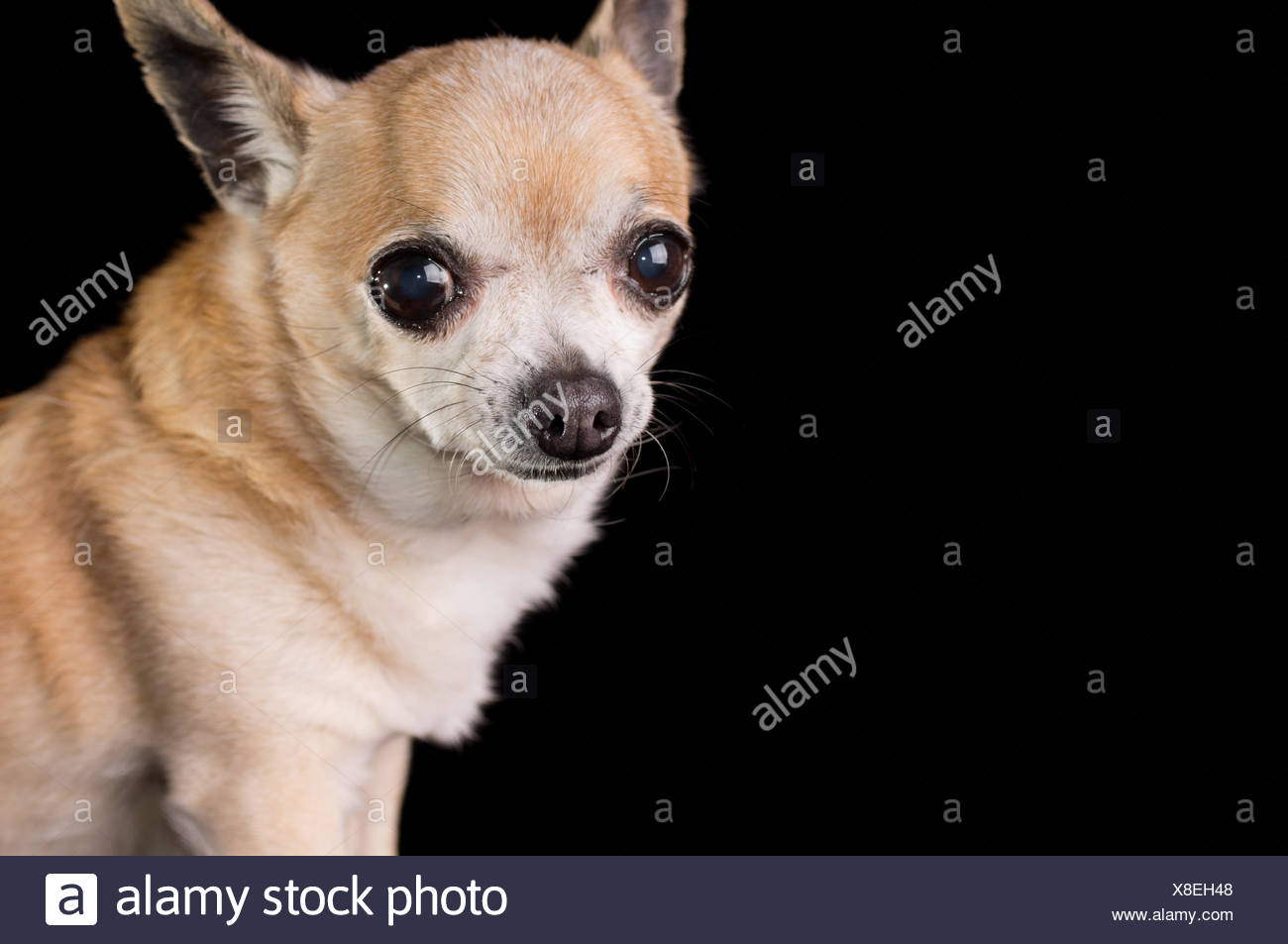 dog with small eyes