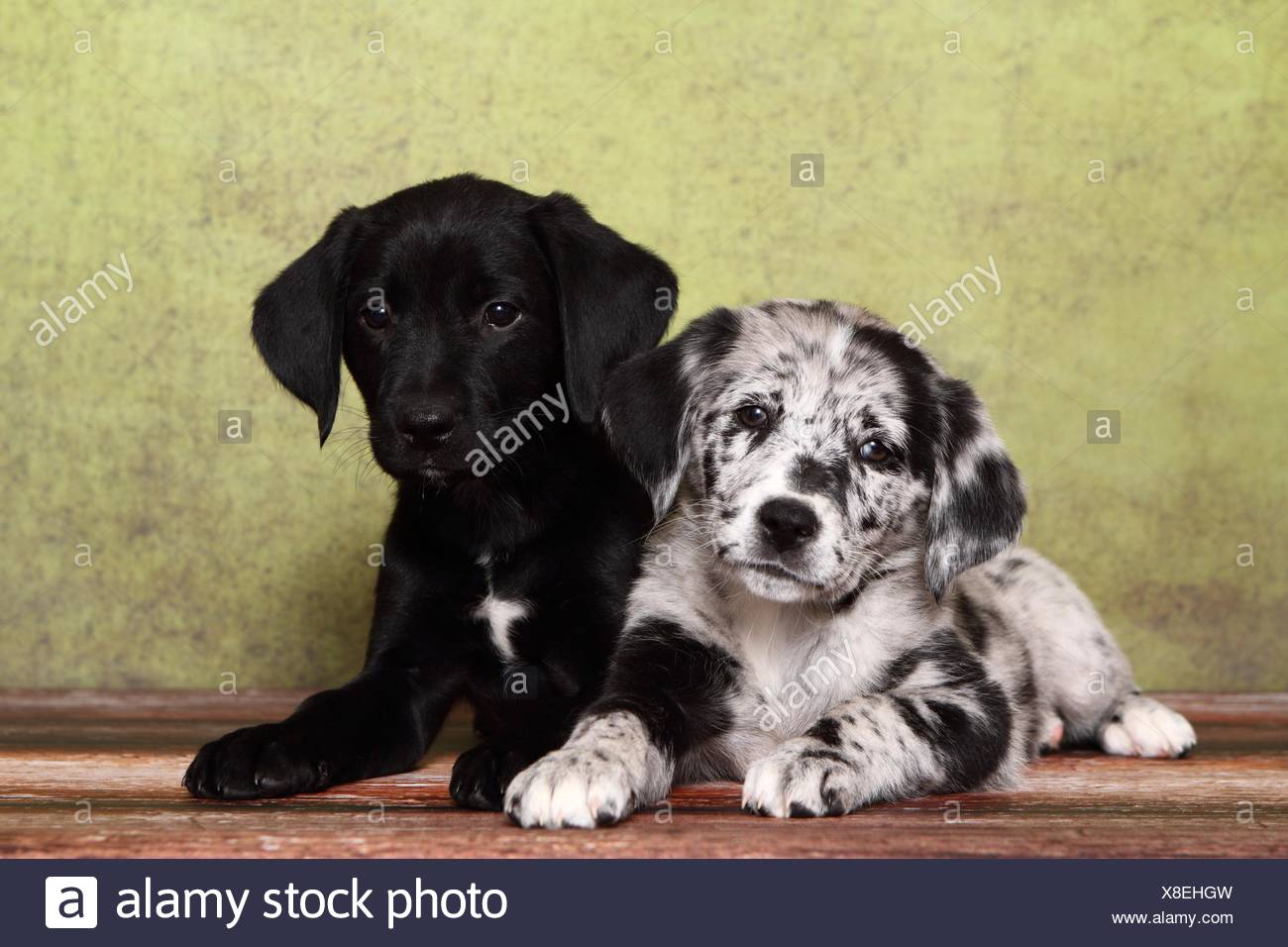 2 Australian-Shepherd-Labrador-Mongrel Puppies Stock Photo - Alamy