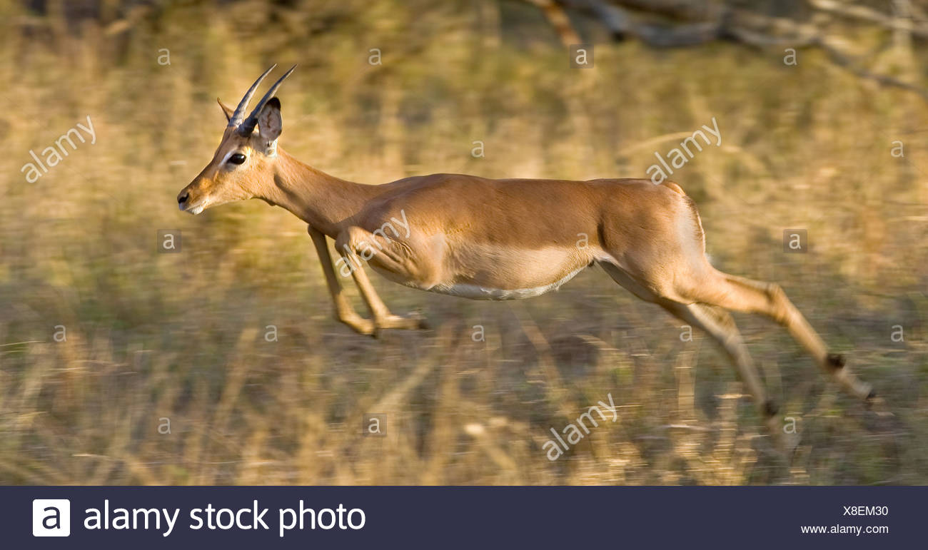 Gazelle Jumping High Resolution Stock Photography and Images - Alamy