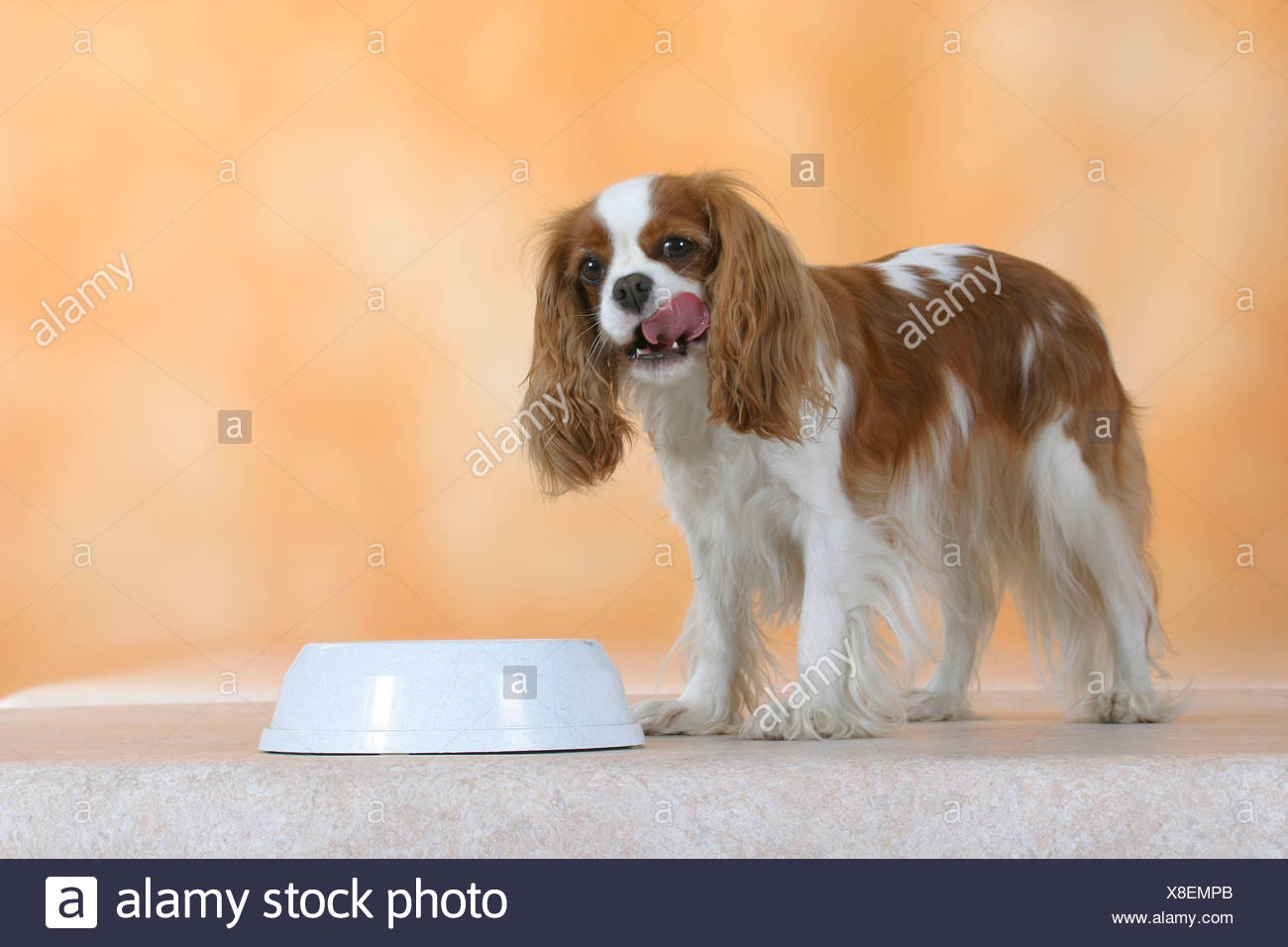 cavalier dog bowls