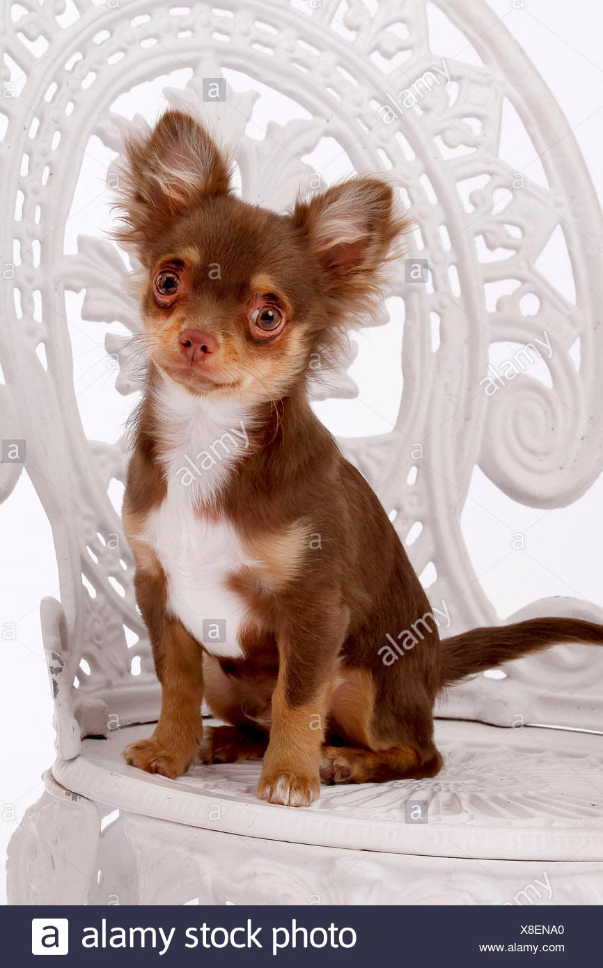 Long Hair Chihuahua Stock Photos Long Hair Chihuahua Stock