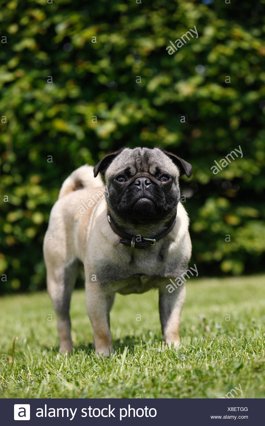 23+ French Bulldog Mixed With Pug