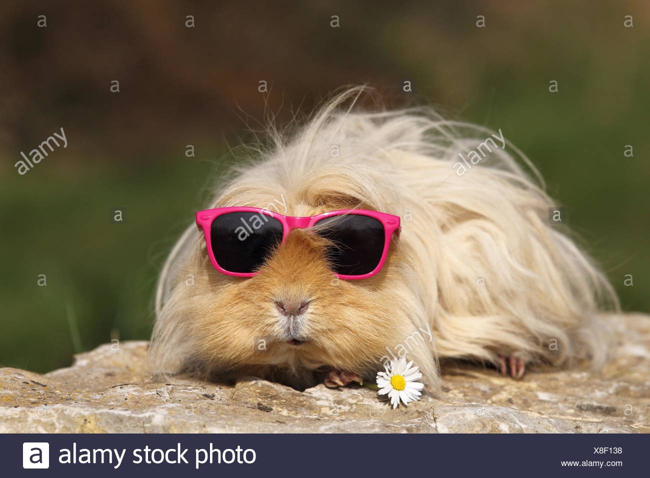 Long Haired Guinea Pig Stock Photos Long Haired Guinea Pig Stock