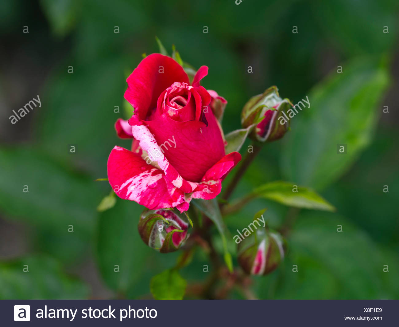 Blute Einer Rose Papageno Blossom Of A Rose Papageno Stock Photo