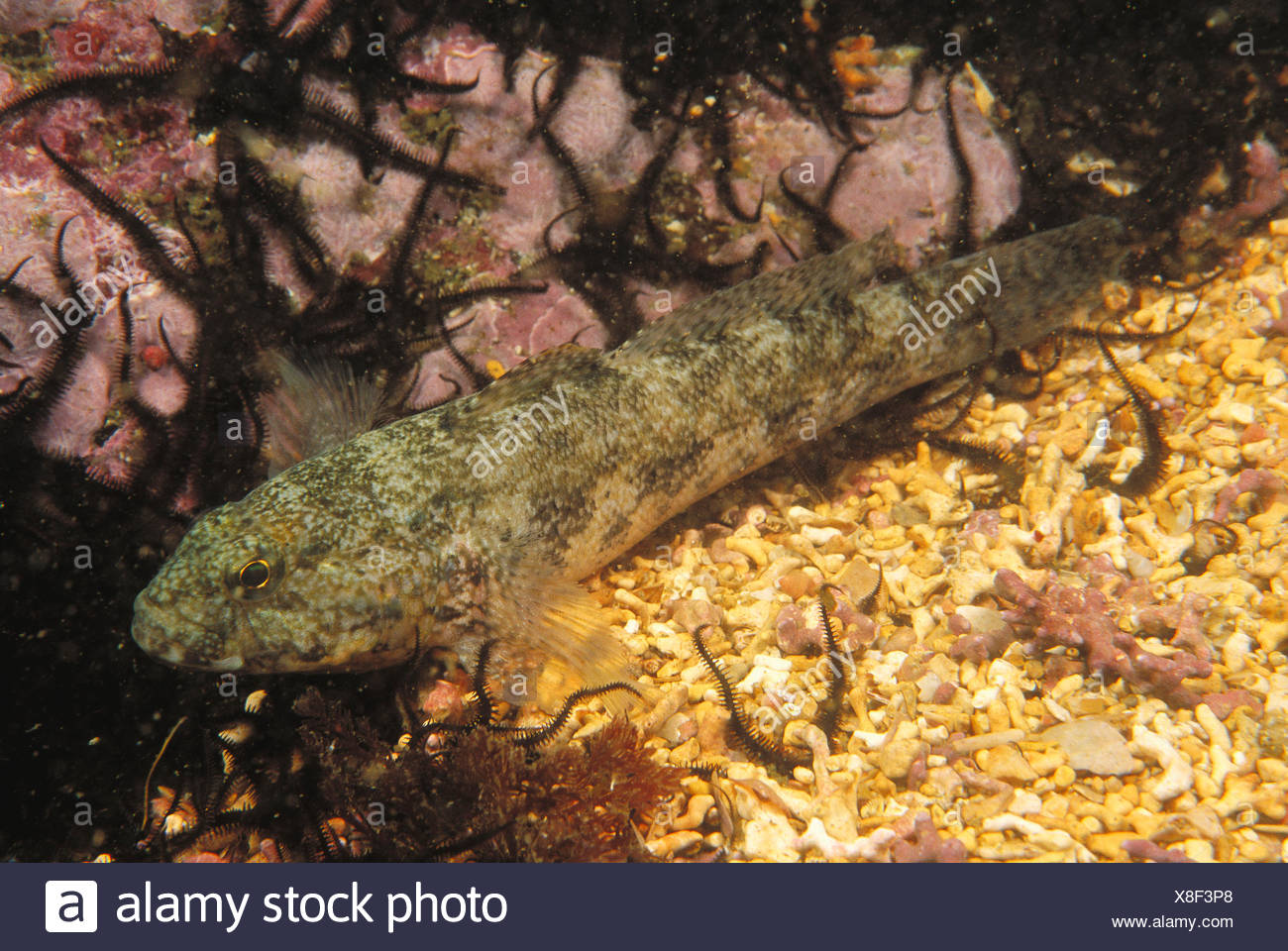 Gobius Cobitis Stock Photos & Gobius Cobitis Stock Images Alamy