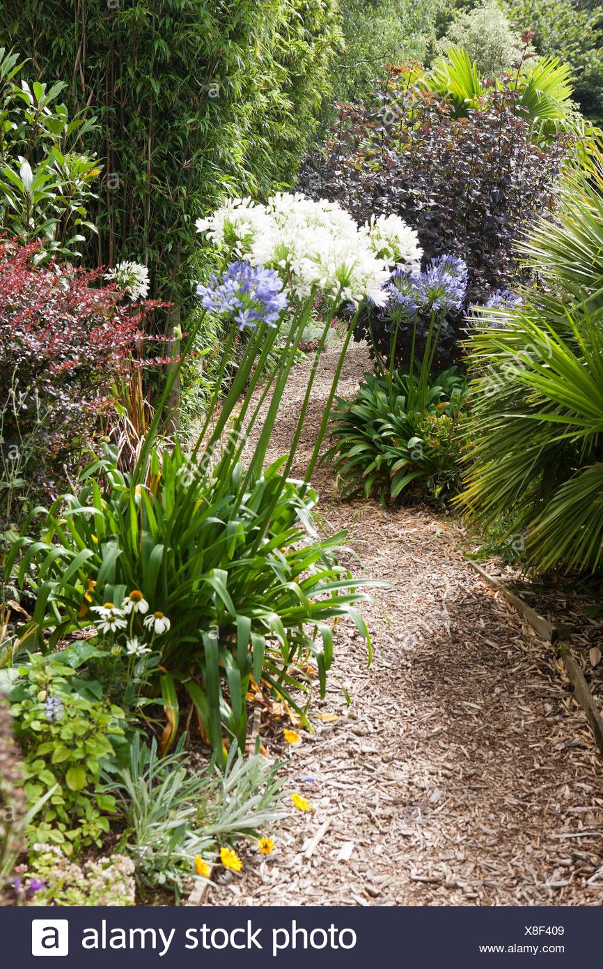 Poppy Cottage Garden On Roseland Peninsula In Cornwall Stock Photo