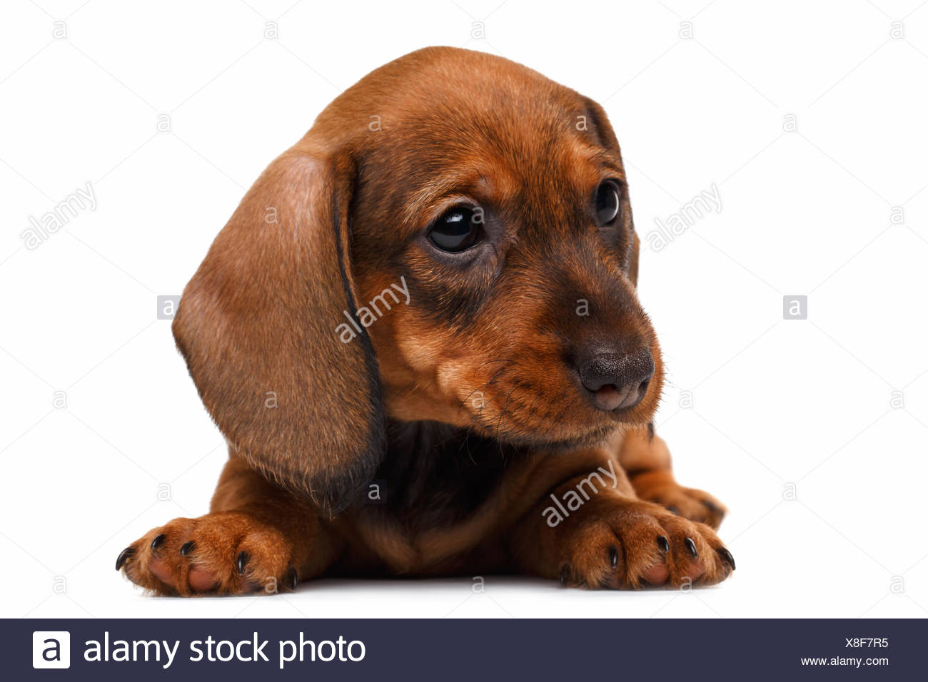 Dachshund Puppy Stock Photo 280618553 Alamy