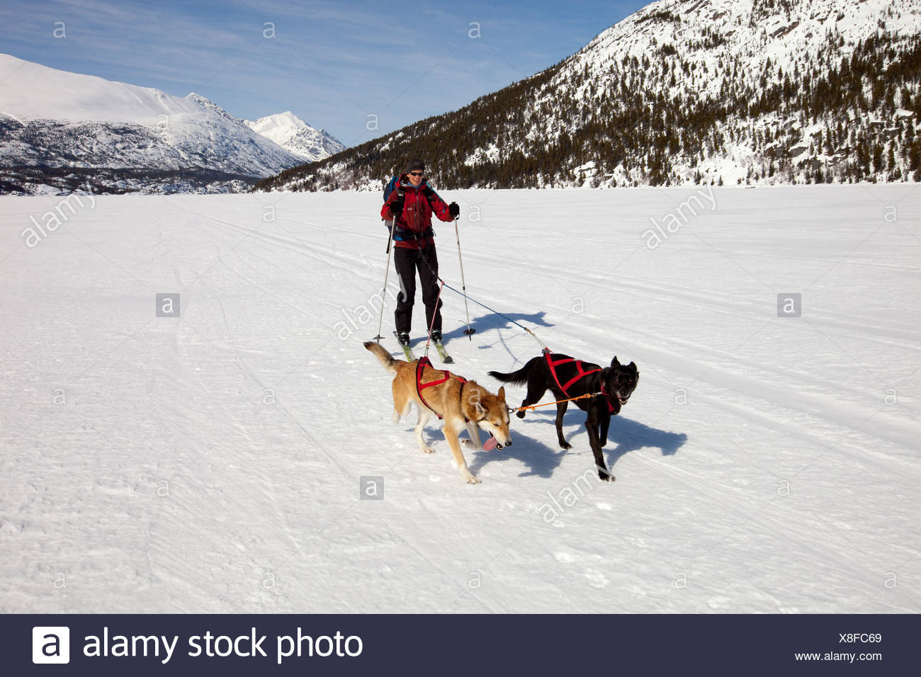 corgis pulling sled