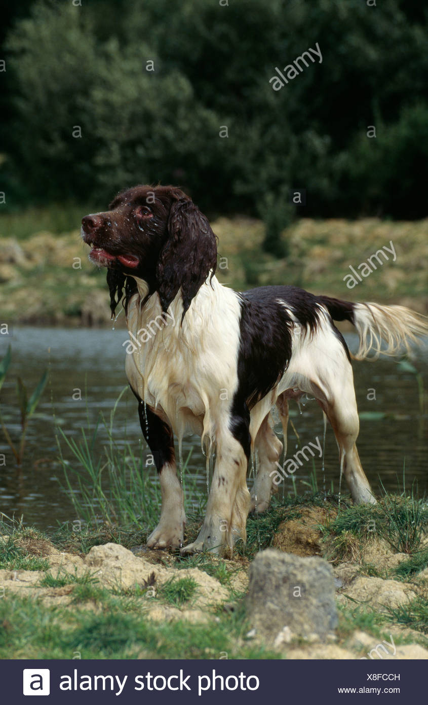 Beautiful English Springer Spaniel Standing By Pond Stock Photo