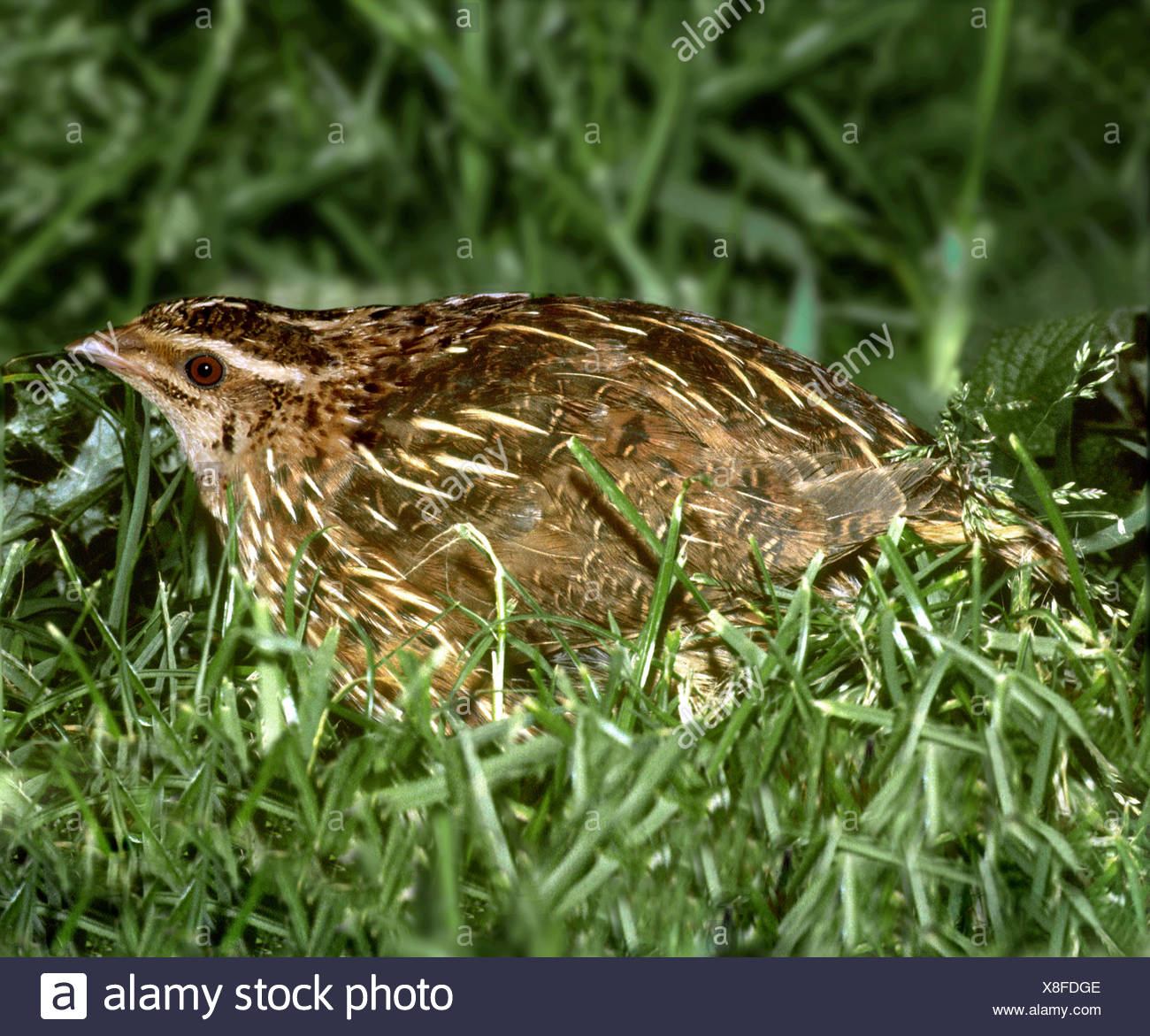 Quail (coturnix Coturnix) Stock Photos & Quail (coturnix Coturnix