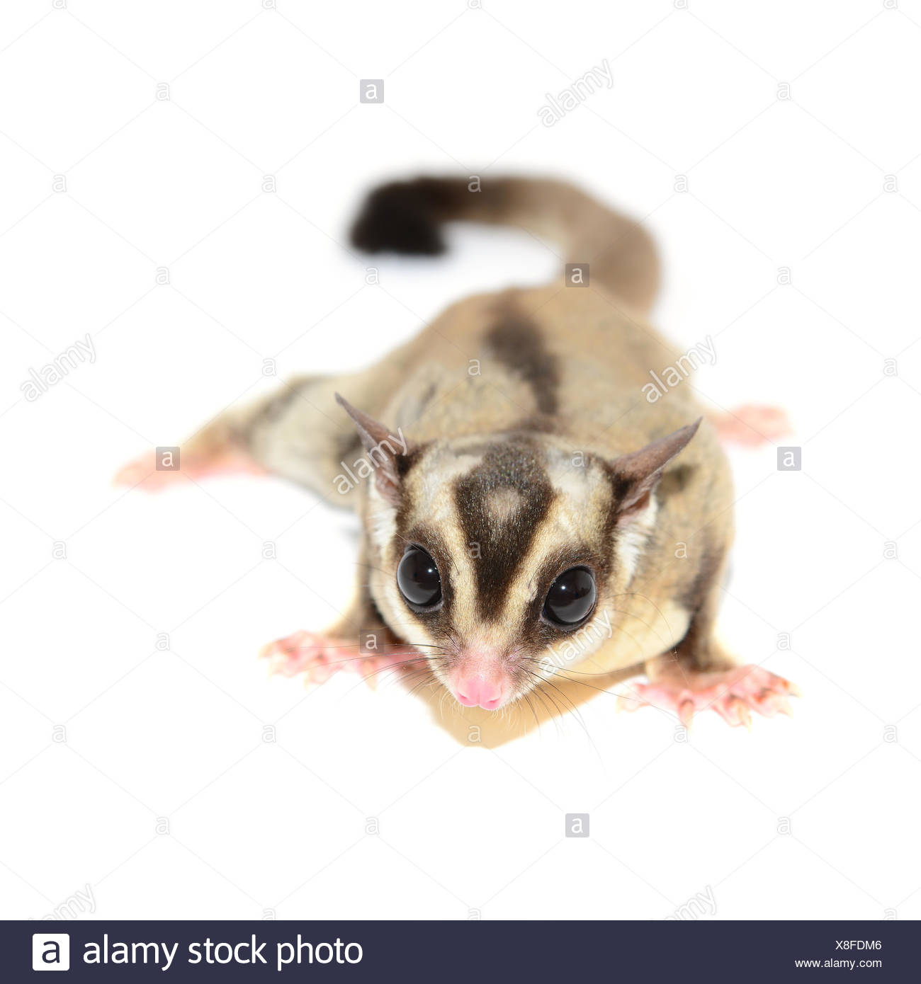 Sugar Glider Flying High Resolution Stock Photography and Images - Alamy