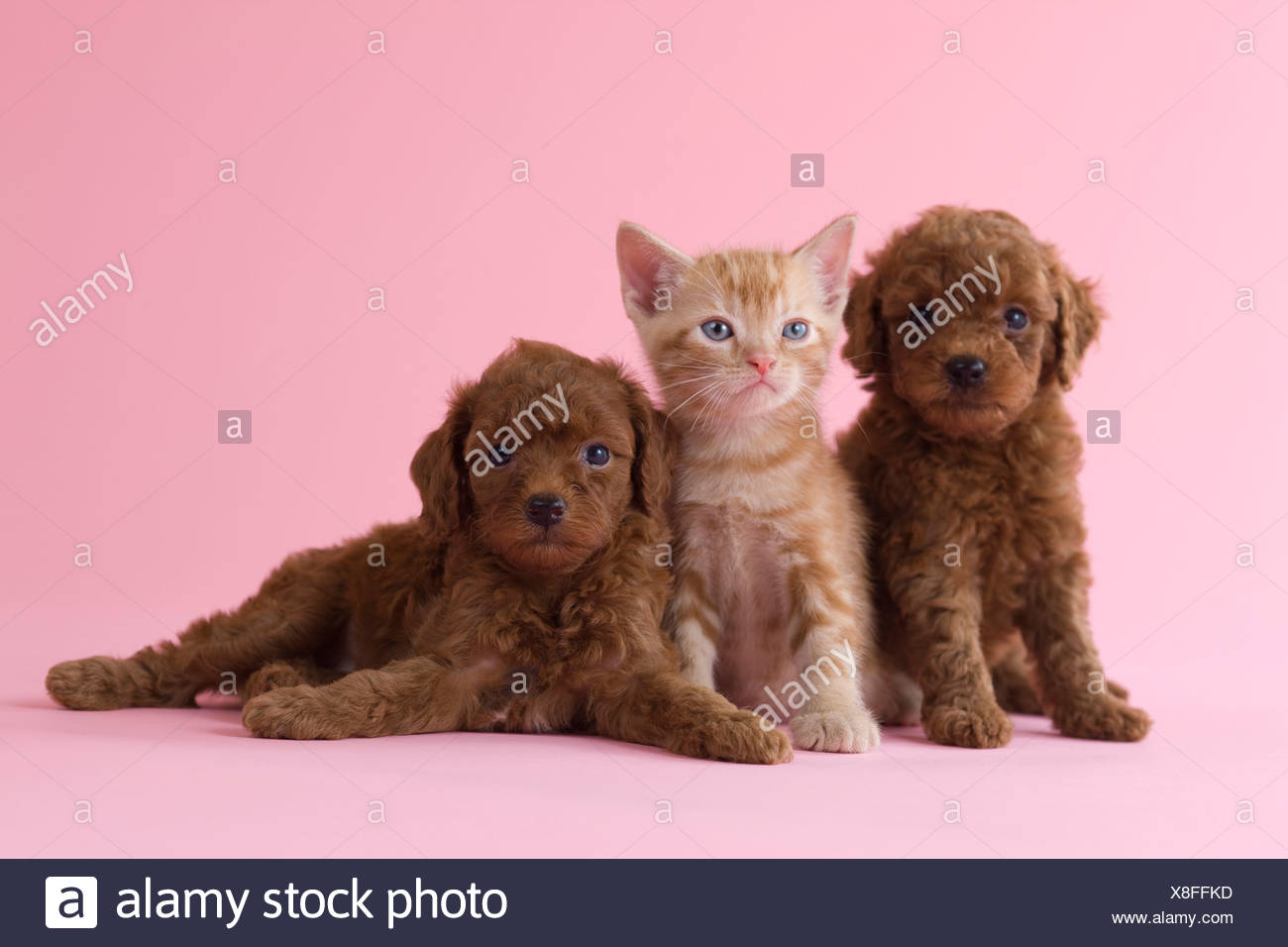 American Shorthair Kitten And Two Toy Poodle Puppies Stock Photo