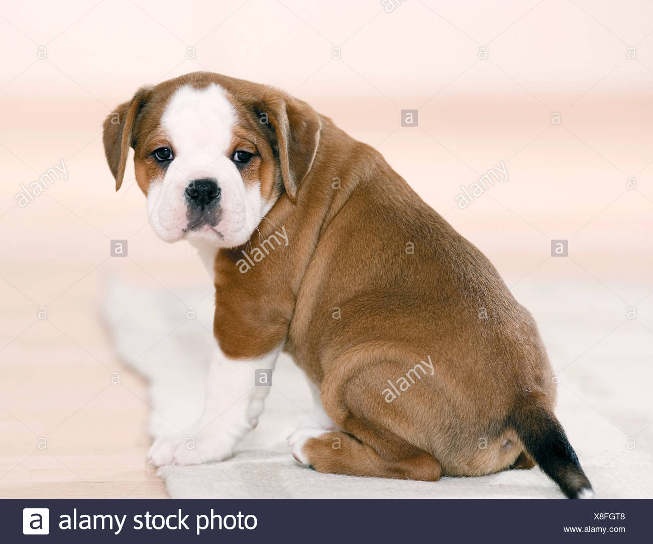 Continental Bulldog Puppy Sitting Cut Out Stock Photo Alamy