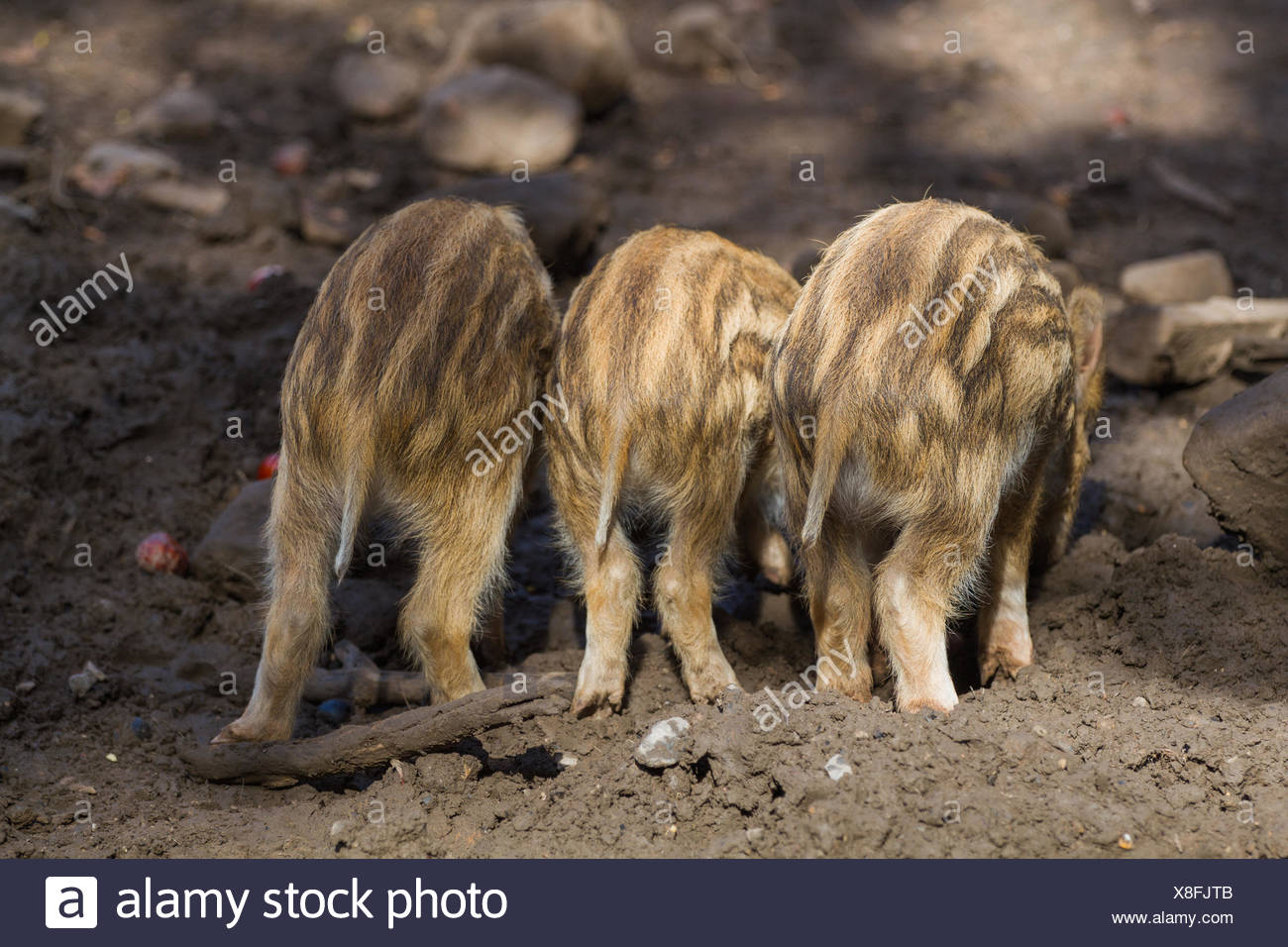 Pigs Teeth High Resolution Stock Photography and Images - Alamy