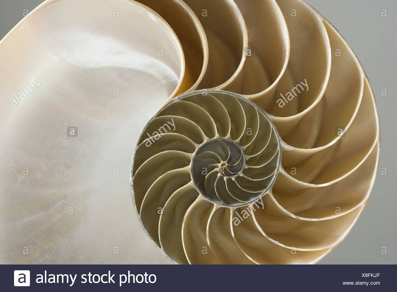 Close Up Of The Cross Section Of A Nautilus Shell Stock Photo Alamy Close Up Of The Cross Section Of A Nautilus Shell Stock Photo Alamy