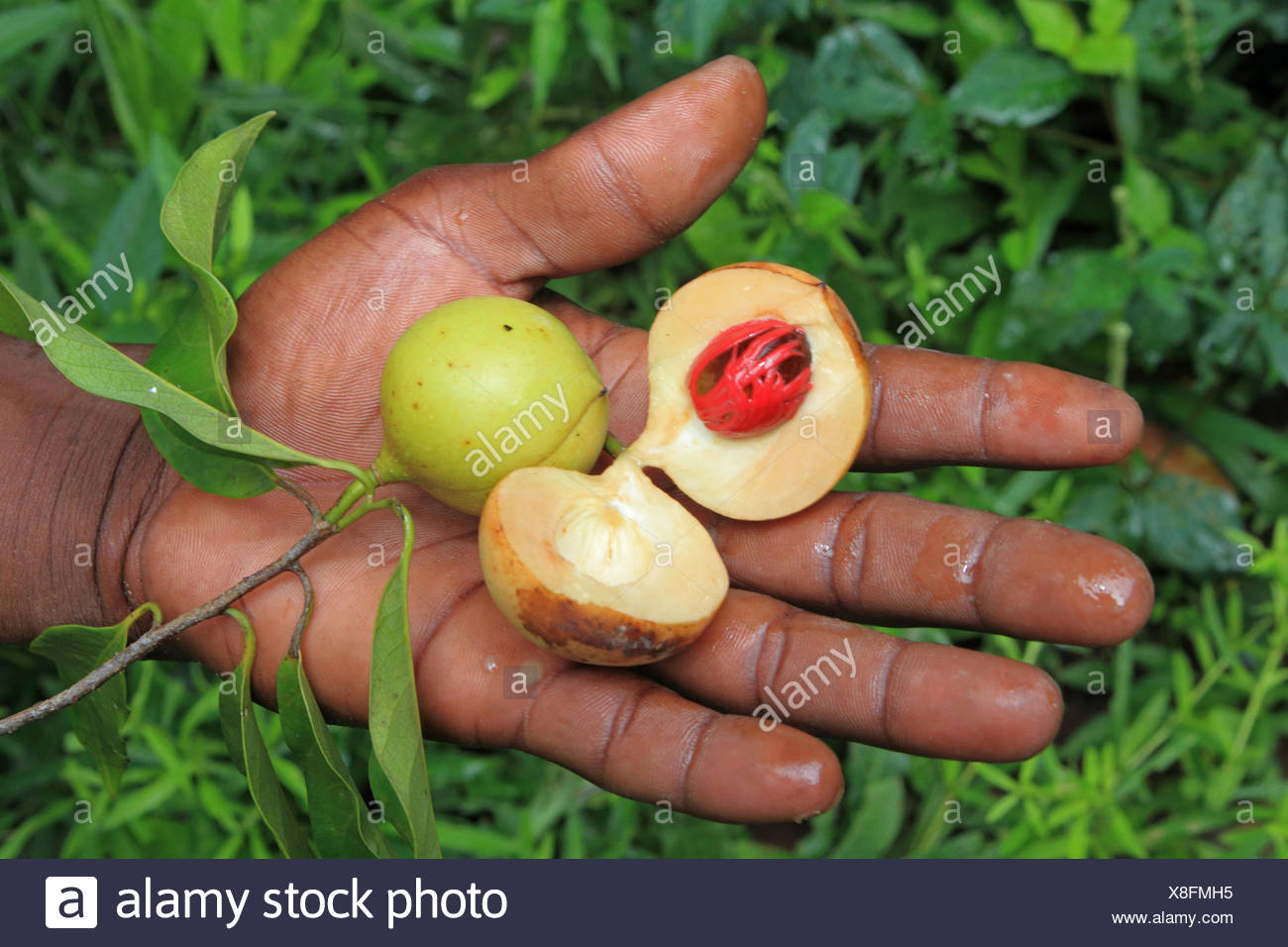 Nutmeg Fruit Stock Photos & Nutmeg Fruit Stock Images Alamy