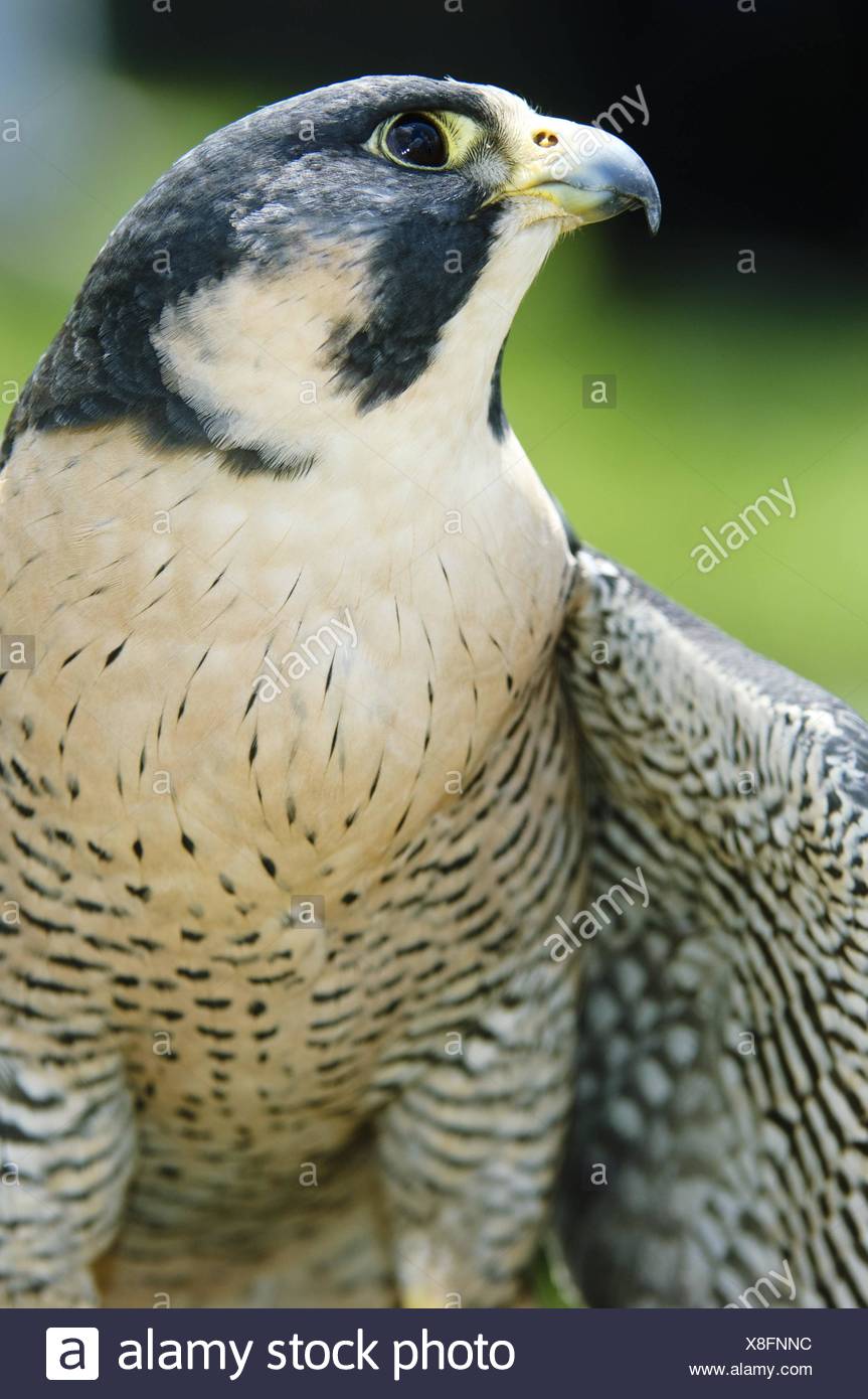 Peregrine Falcon Portrait With Wings Spread Stock Photo