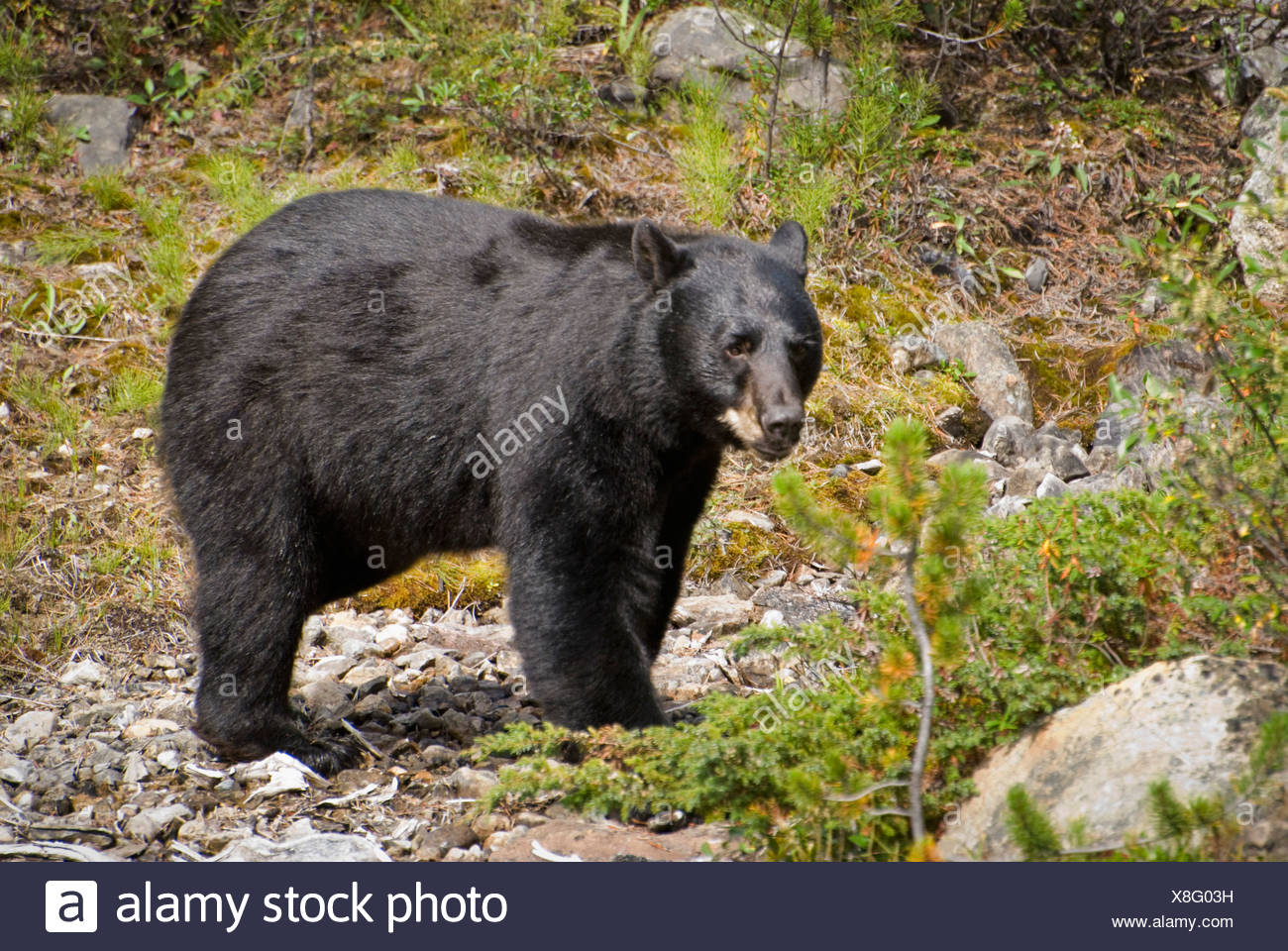 Black Bear Side View High Resolution Stock Photography and Images - Alamy