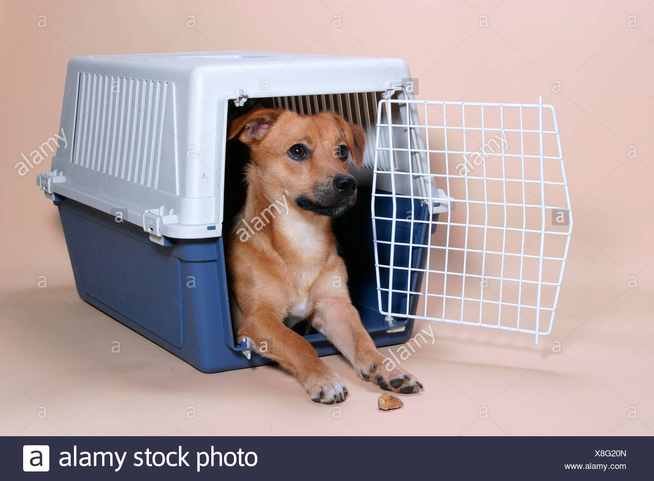 Kennel Hund