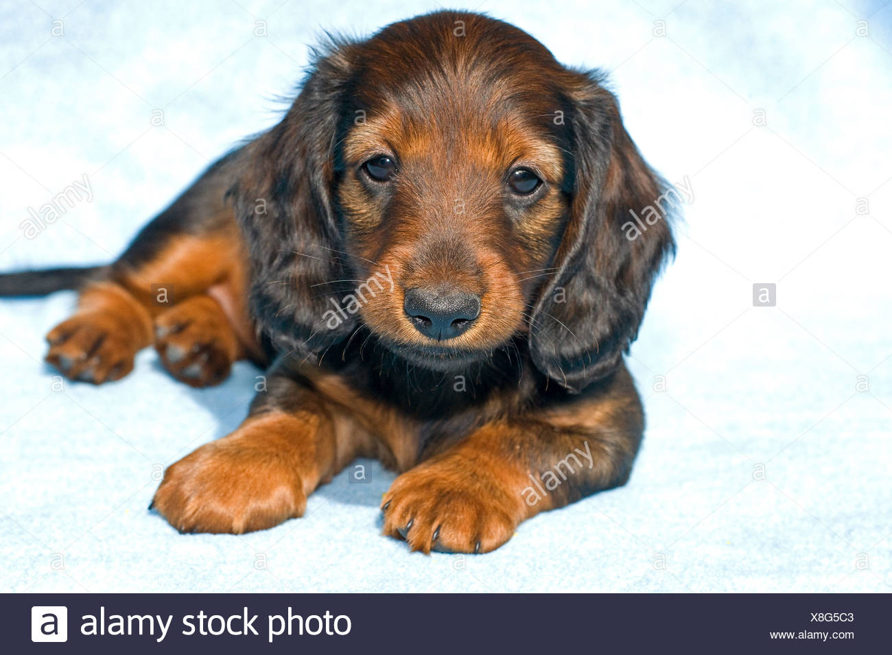 Long Haired Miniature Dachshund Dog Puppy On Blanket Stock Photo