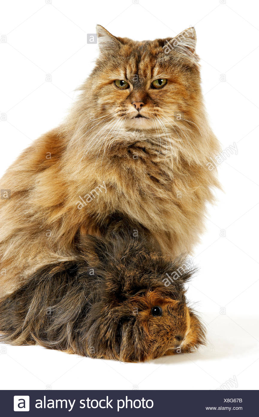 Female Tortoiseshell Persian Domestic Cat With A Long Hair Guinea Pig Stock Photo Alamy