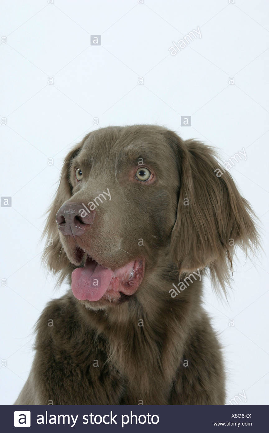 Long Haired Weimaraner Stock Photo 280639630 Alamy