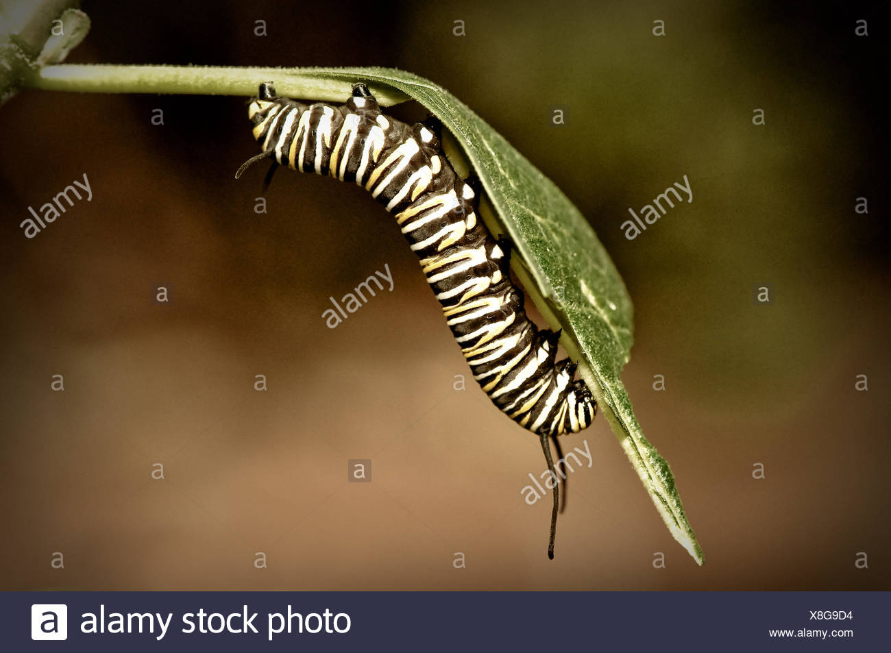 Caterpillar Of High Resolution Stock Photography and Images - Alamy