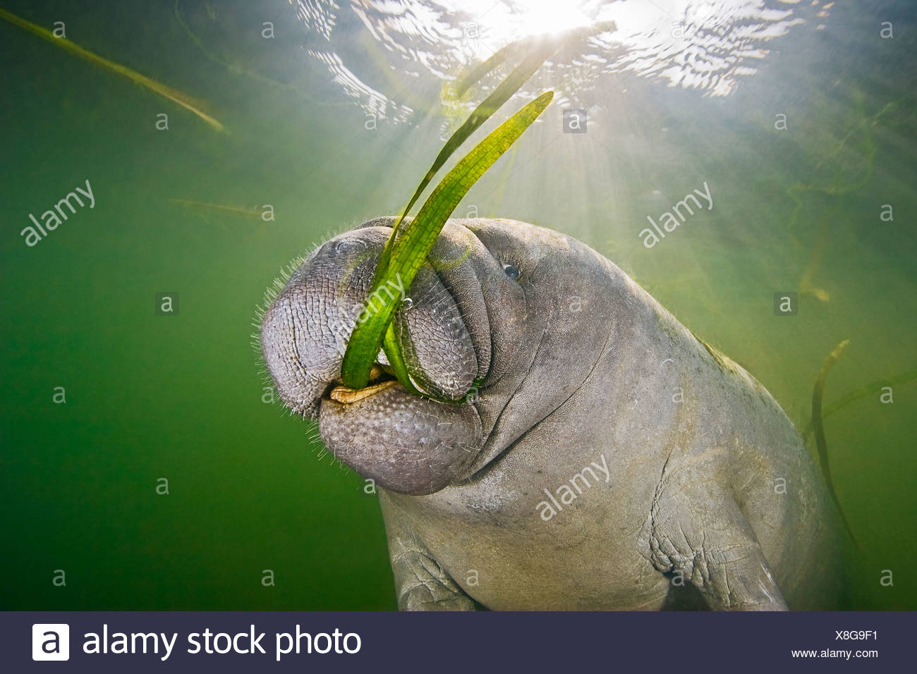 Seagrasses High Resolution Stock Photography and Images Alamy