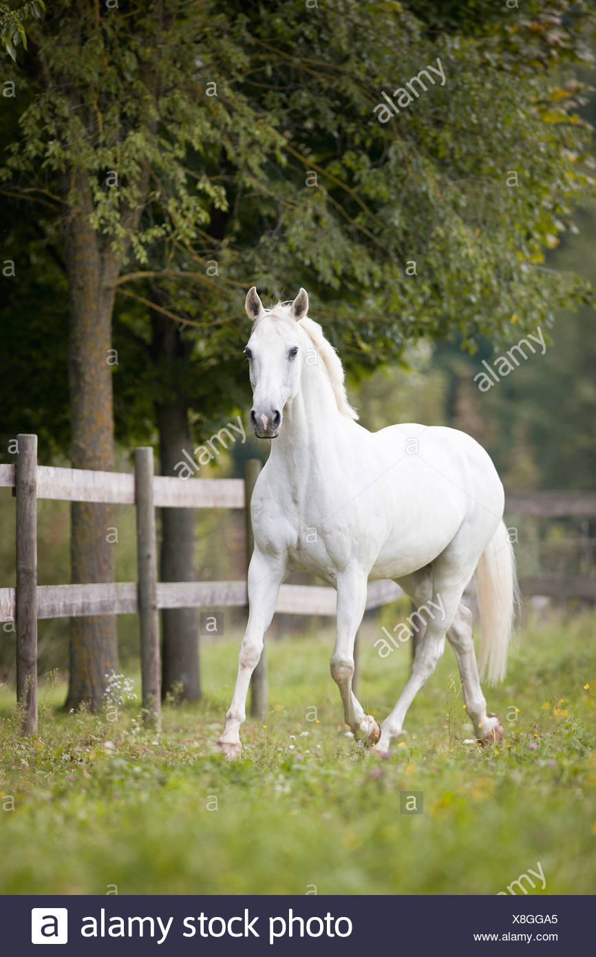 Selle Francais High Resolution Stock Photography And Images Alamy Selle Francais High Resolution Stock Photography And Images Alamy