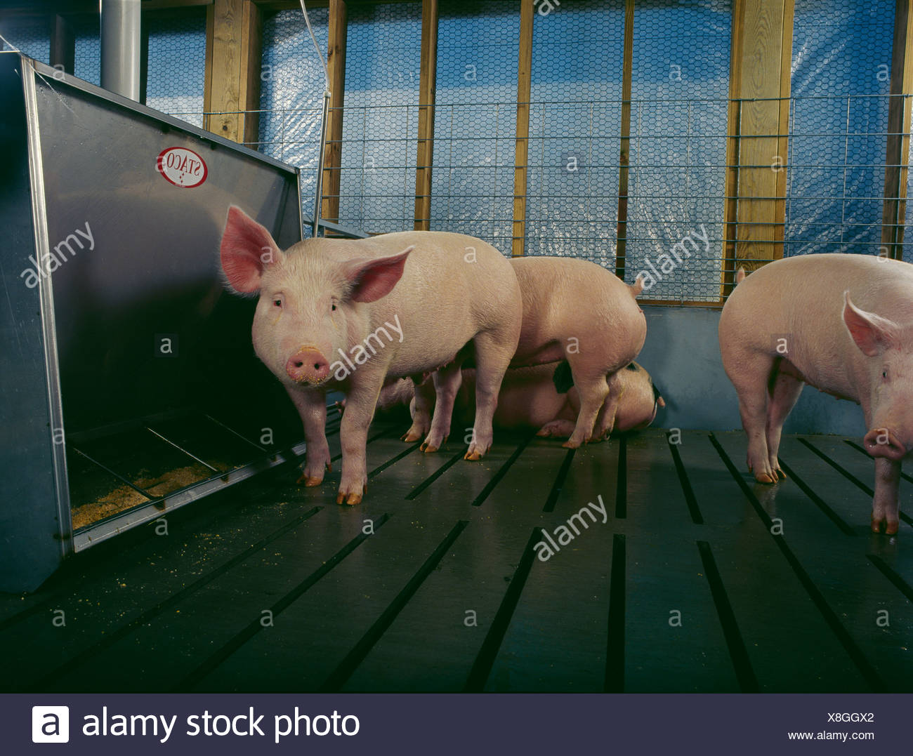 Market Weight Pigs Standing In Pen By Feeder Pennsylvania Stock