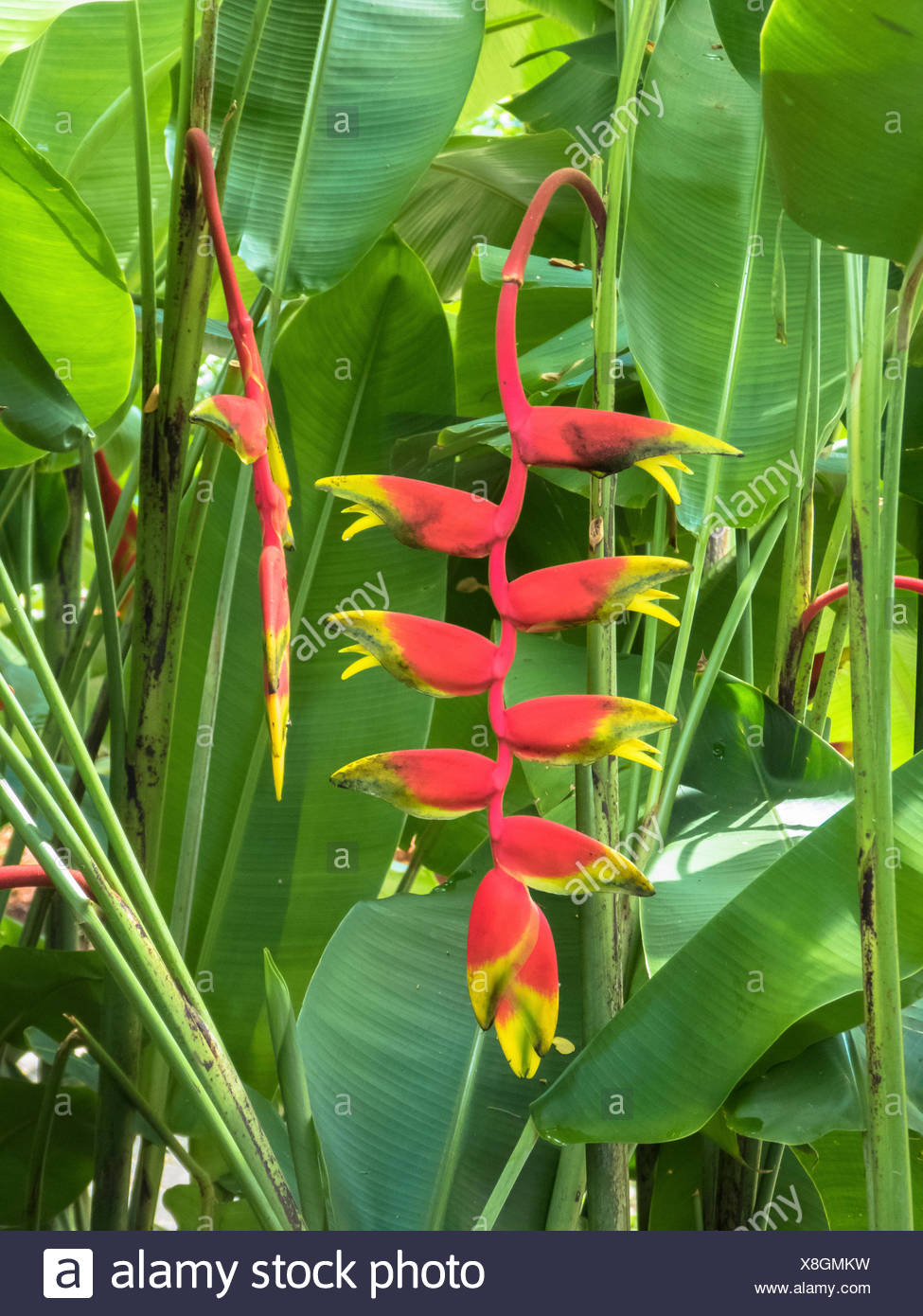 Lobster Claw Plant High Resolution Stock Photography and Images Alamy