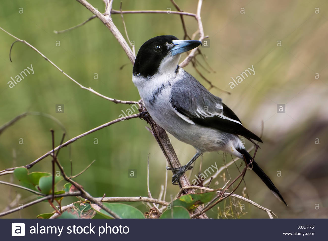 Animals Butcher High Resolution Stock Photography and Images Alamy