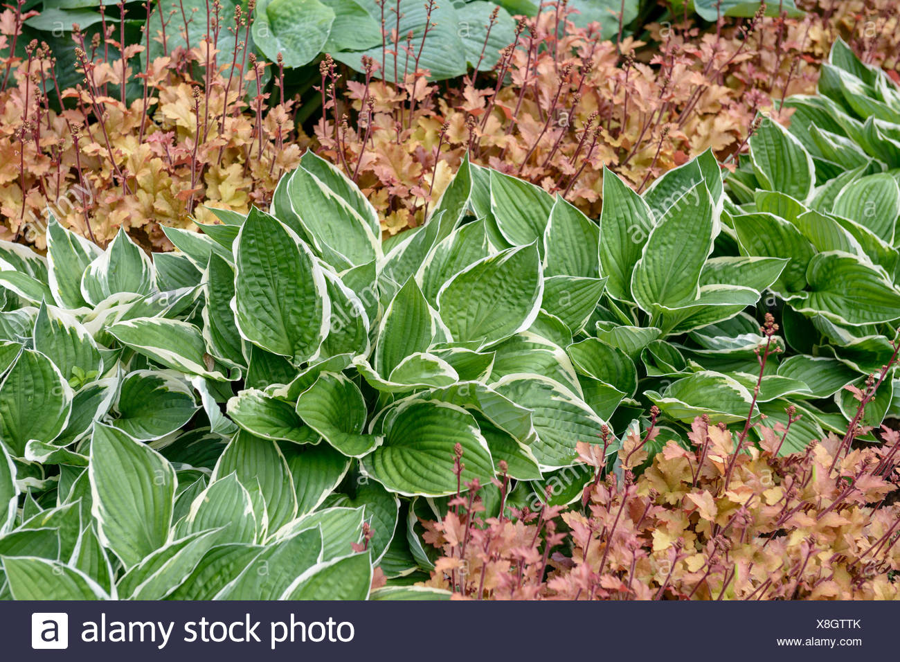 Funkie Francee-Hosta fortunei