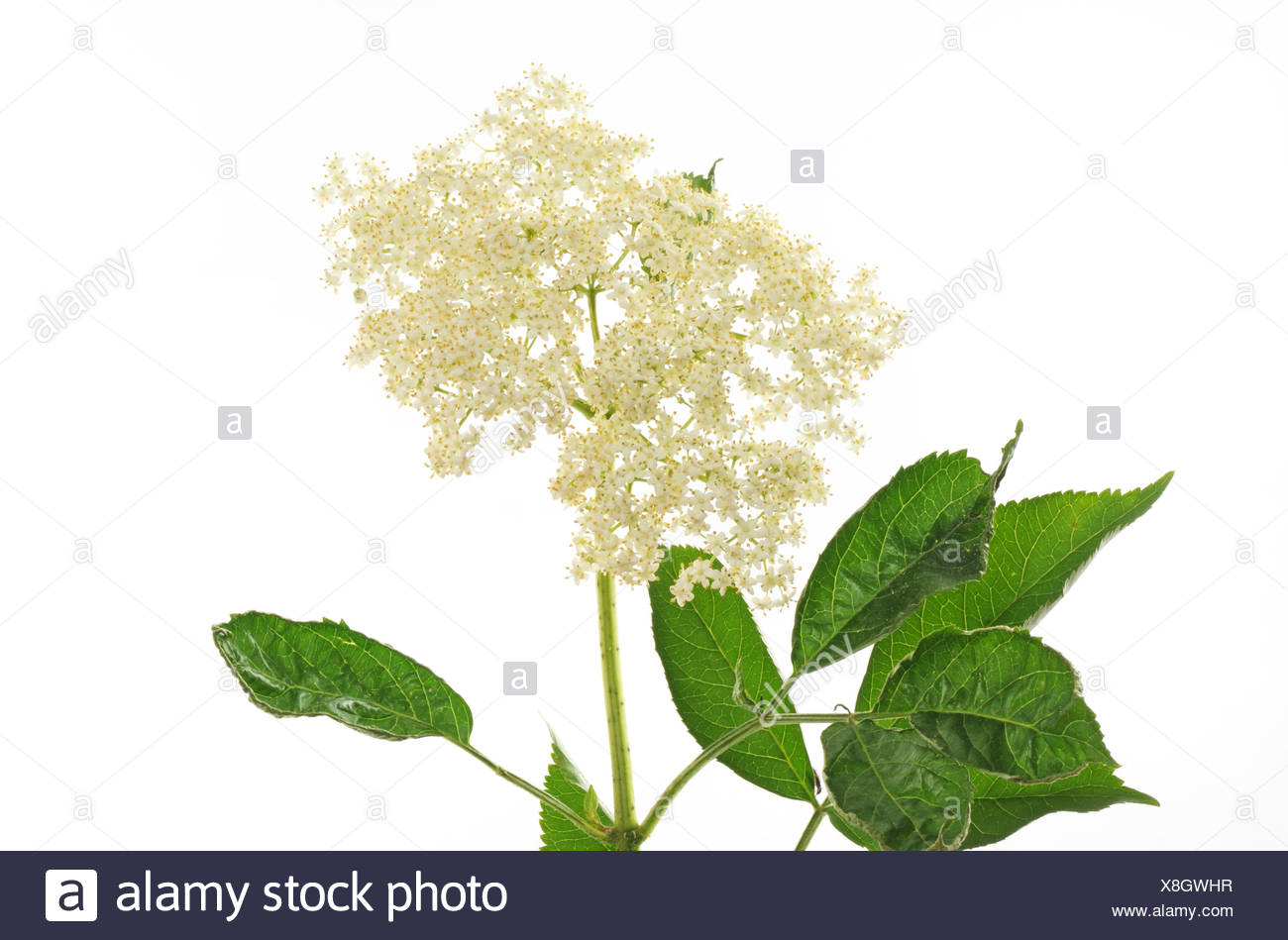 Elder Scented Stock Photos Elder Scented Stock Images Alamy