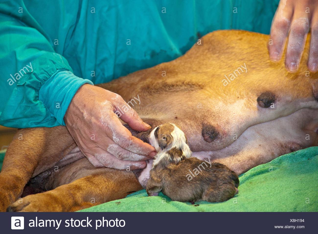 English Bulldog C Section High Resolution Stock Photography And Images Alamy