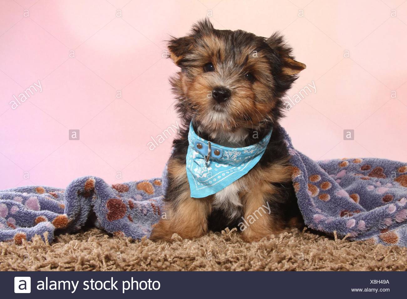 Sitting Shorthaired Chihuahua Puppy Stock Photo 280659718 Alamy