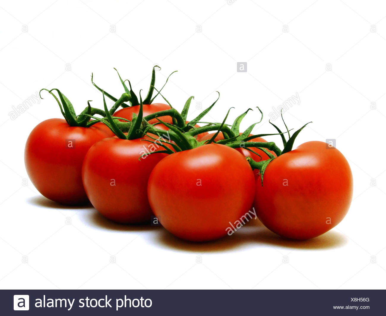 Frische Tomaten Rot Stock Photos Frische Tomaten Rot Stock