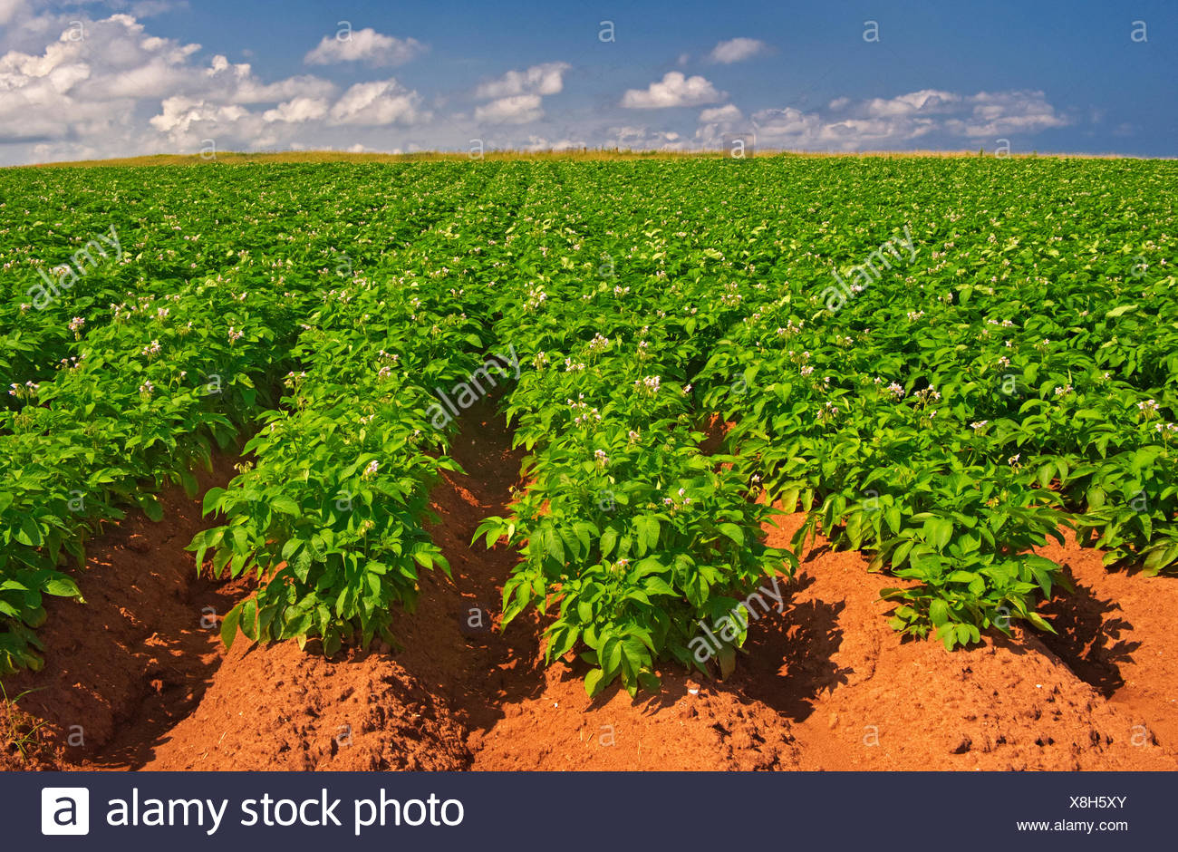 Potatoes And Red Soil Cape Tryon Prince Edward Island Canada Stock Photo Alamy
