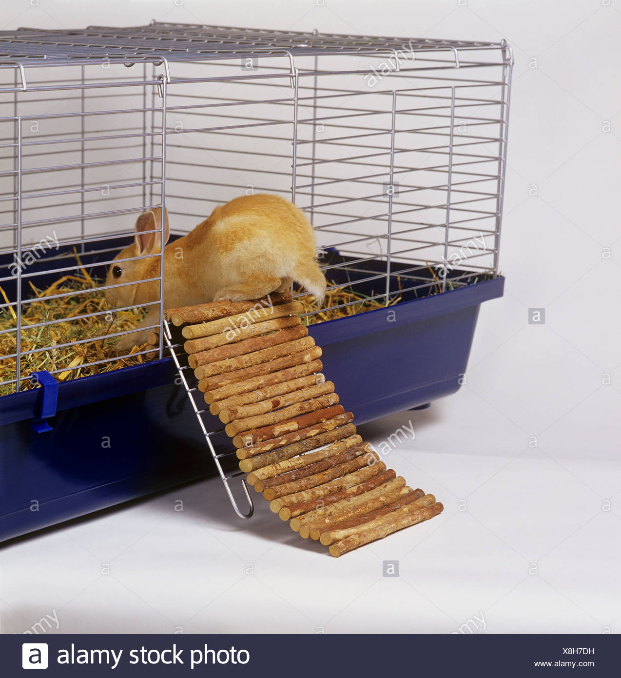 rabbit hutch stairs