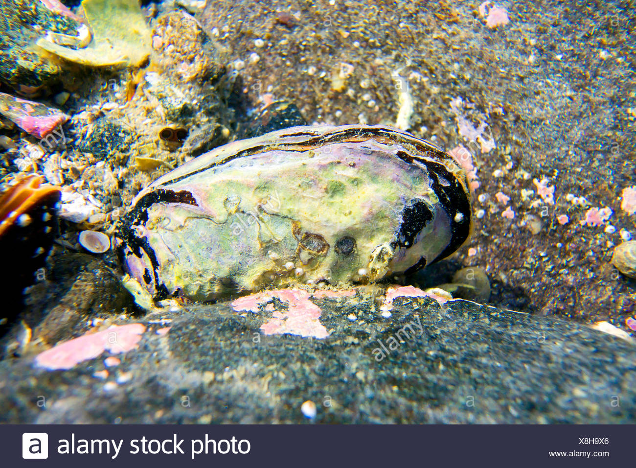 Horsemussels High Resolution Stock Photography and Images Alamy