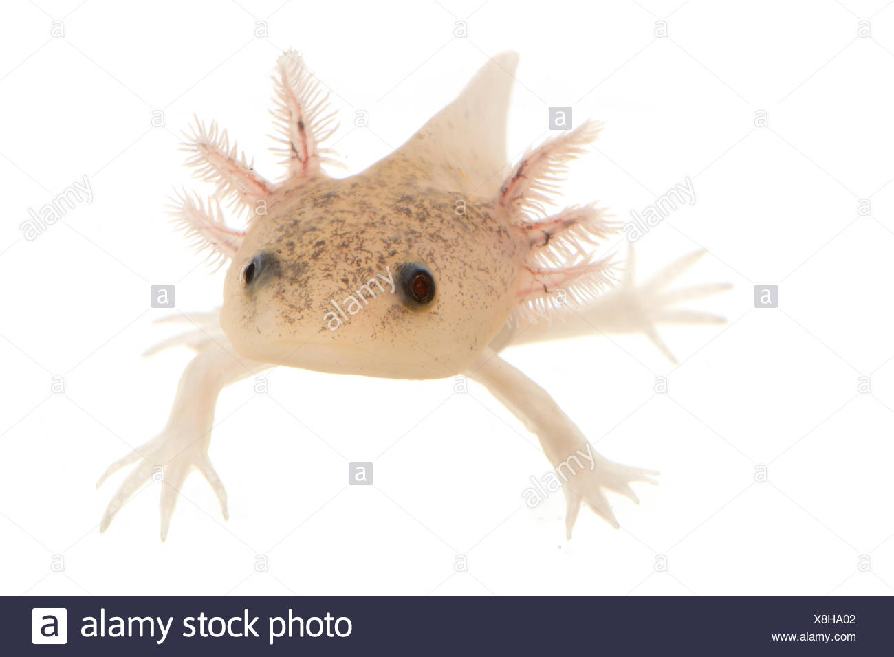 Axolotl High Resolution Stock Photography And Images Alamy Axolotl High Resolution Stock Photography And Images Alamy
