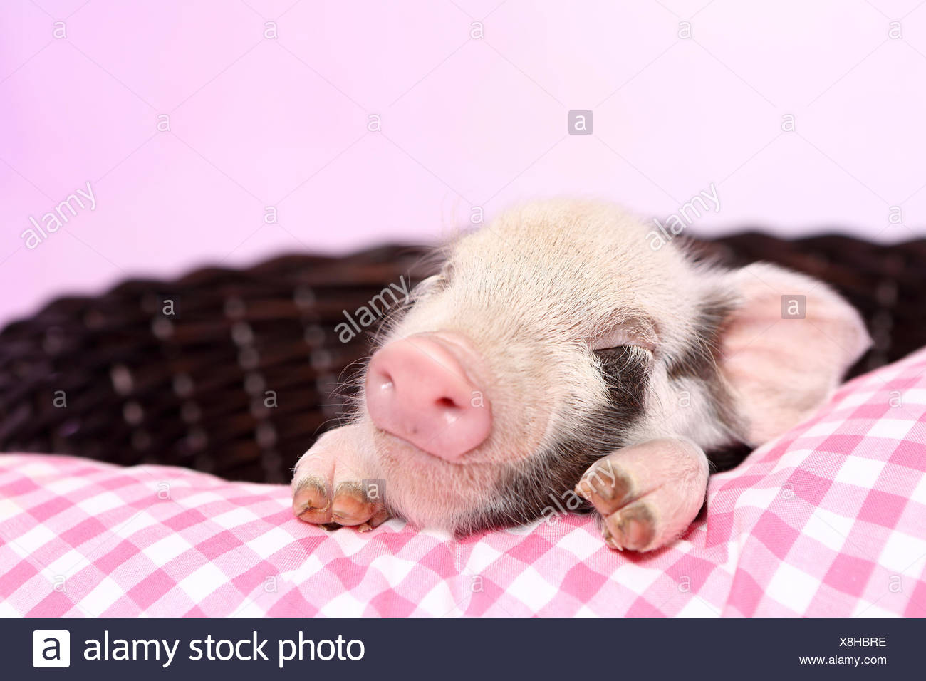 Sleeping Pig High Resolution Stock Photography And Images Alamy