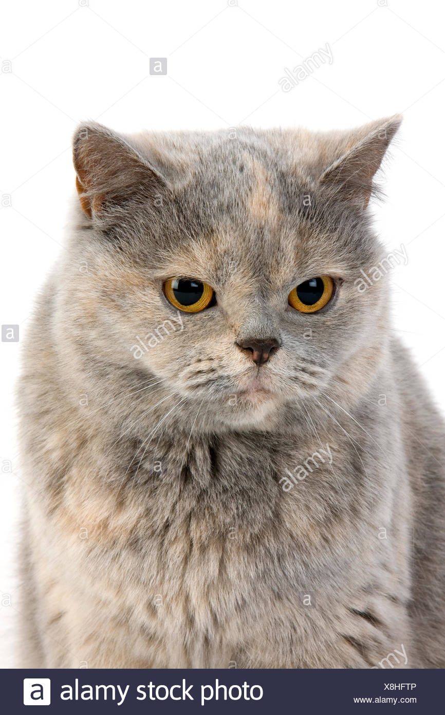 Blue Cream British Shorthair Domestic Cat Female Against White