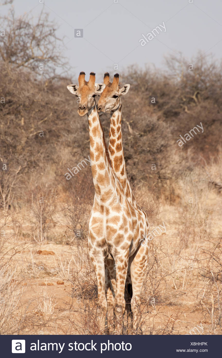 Two Headed Animal Stock Photos & Two Headed Animal Stock Images - Alamy