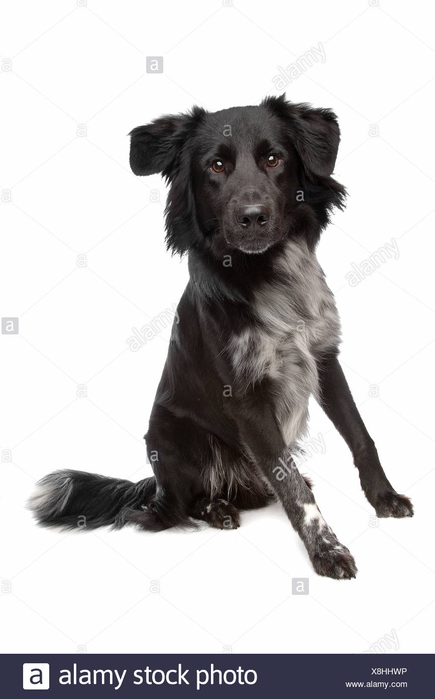 Mix Border Collie Sheepdog In Front Of A White Background Stock Photo Alamy